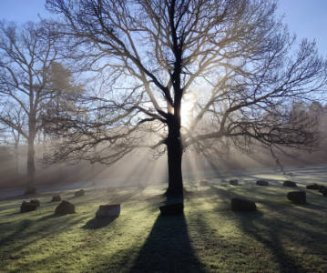 Foto Baumbestattung